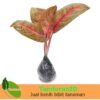 Aglaonema Widuri - Gambar 2