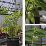 Kersen Jamaican Cherry