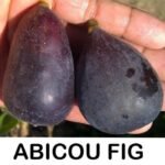 Tin Abicou