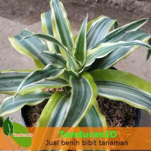 Dracaena Lime Green