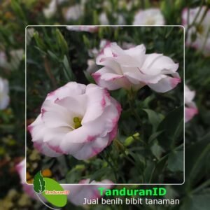 Pink Lipstik Lisianthus