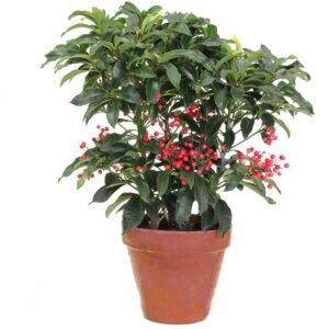 Christmas Berry