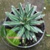 Victoriae Reginae - Gambar 2