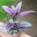 Persian Shield