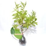Stevia ( Daun Manis )