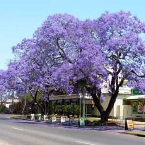 Jacaranda