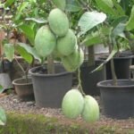 Mangga Manalagi
