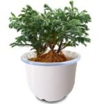 Cemara Silver Pine