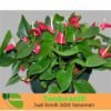 Anthurium Merah Bangkok - Gambar 2