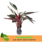 Calathea Multicolour