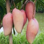 Mangga Red Ivory