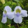 Thunbergia Biru - Gambar 3