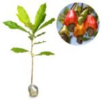 Jambu Monyet (Jambu Mete)