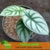 Alocasia Silver - Gambar 2