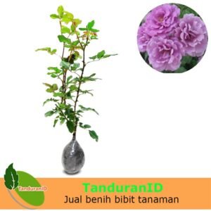 Mawar Floribunda Ungu