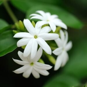 Melati Jasmine