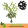 Anggur Pohon ( Jaboticaba ) - Gambar 2