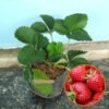 Strawberry California - Gambar 2