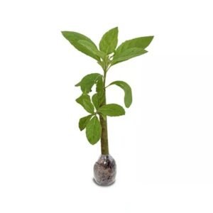 Daun Afrika