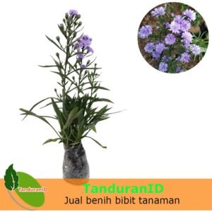 Aster Pikok Ungu