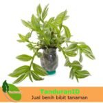 Tradescantia Fluminensis