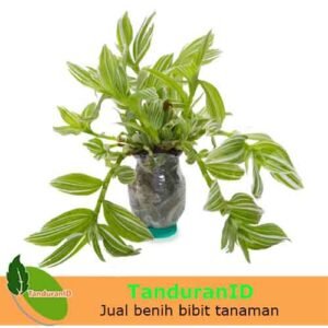 Tradescantia Fluminensis