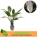 Spathiphyllum