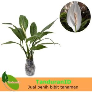 Spathiphyllum