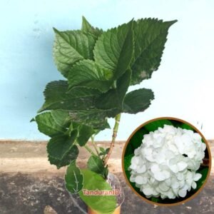 Pancawarna Putih / White Hydrangea