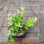 Lipstik Variegata