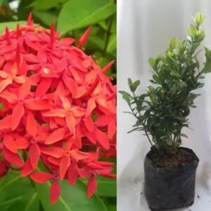 Soka Merah