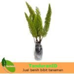 Asparagus Ekor Tupai