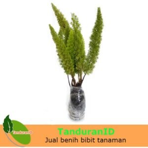 Asparagus Ekor Tupai