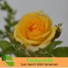 Mawar Floribunda Kuning - Gambar 2