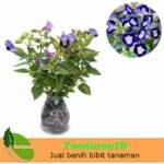 Torenia Ungu (bunga mata kucing)