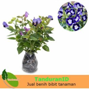 Torenia Ungu (bunga mata kucing)