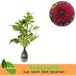 Dahlia Merah