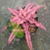 Striped Red Ananas - Gambar 2