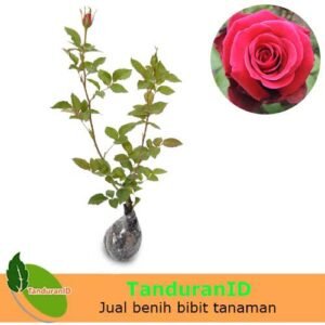 Mawar Merah