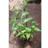 Air Mata Pengantin (Coral Vine Pink) - Gambar 3