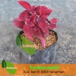 Bunga Miana Merah