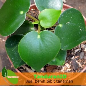Peperomia Raindrop