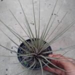 Tillandsia Oaxacana