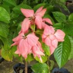 Nusa Indah Pink (Pink Mussaenda)