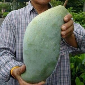 Mangga Mahatir Jumbo
