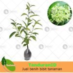Arumdalu (Night Blooming Jasmine)