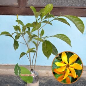 Gardenia Carinata