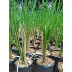 Akar Wangi ( Rumput Vetiver )