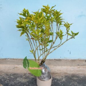 Melati Kuning