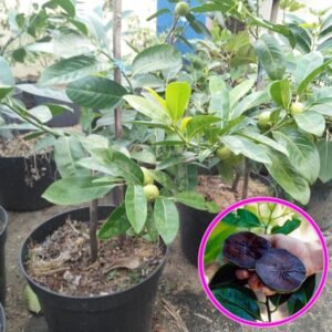 Sawo Hitam (Black Sapote Okulasi)